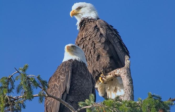 Two eagles on a tree