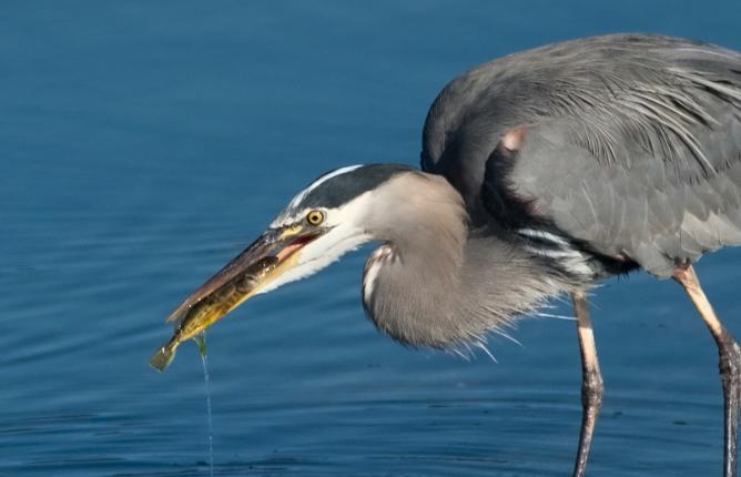 Wading heron eyeing something in water