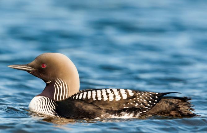 Loon in the water