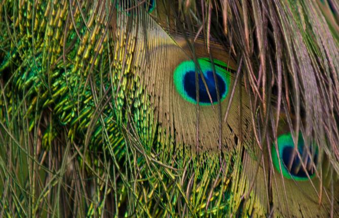 four peacock feathers