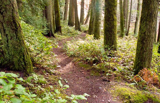 beginning of pathway in forest