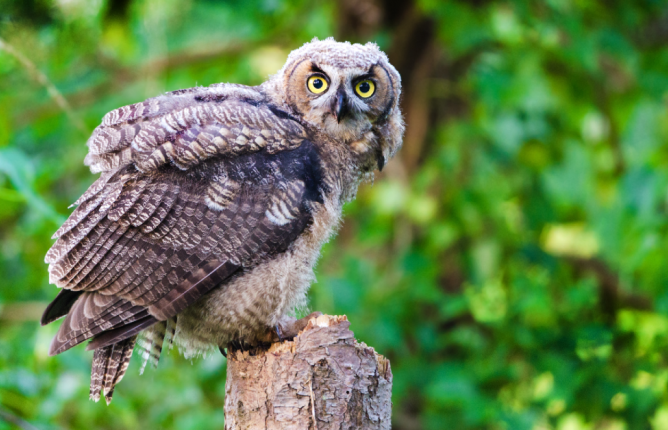 Owl perched on tree trunk staring at camera; foliage in background