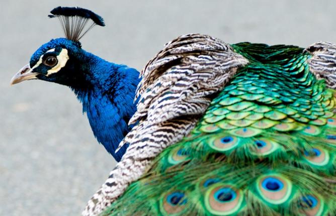 Peacock looking sideways with tailfeathers in foreground