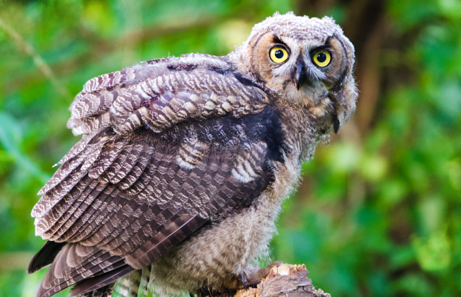 Owl from side looking at camera