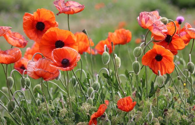 Faculty  Poppies in a field