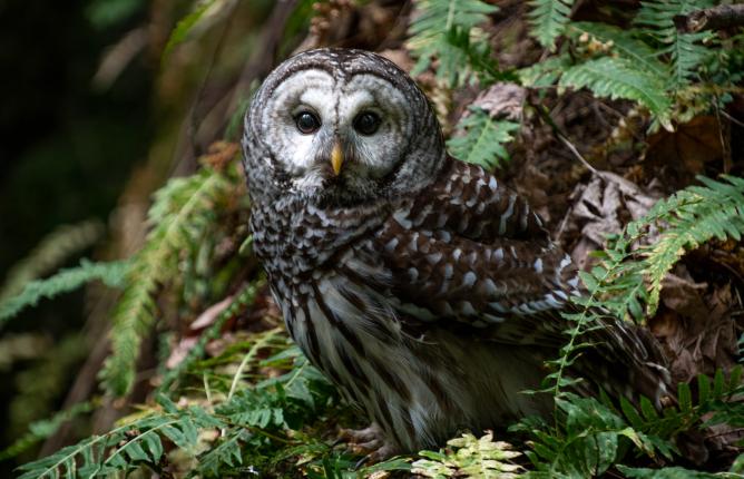 Owl