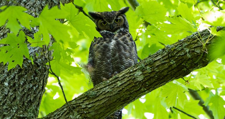 Owl looking stern, surrounded by leaves