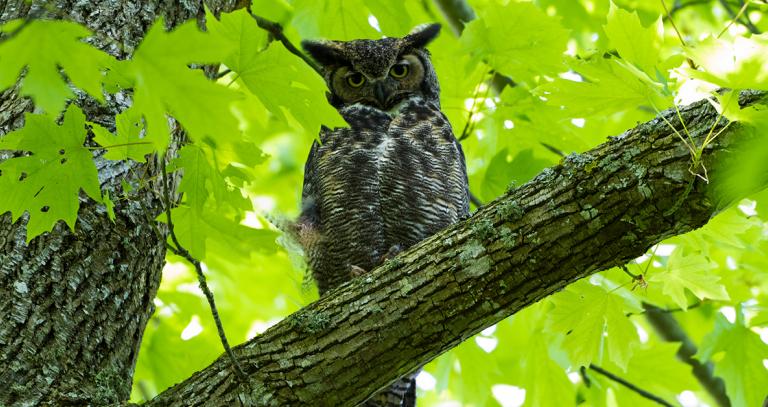 Owl looking stern, surrounded by leaves 