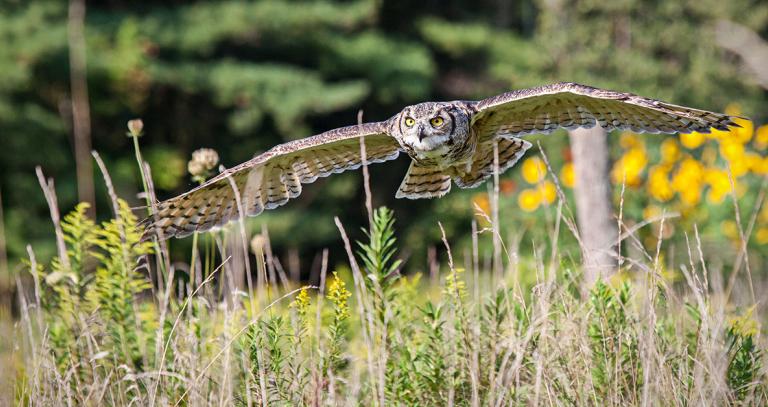 Owl flying low over grass, trees and yellow wildflowers in background