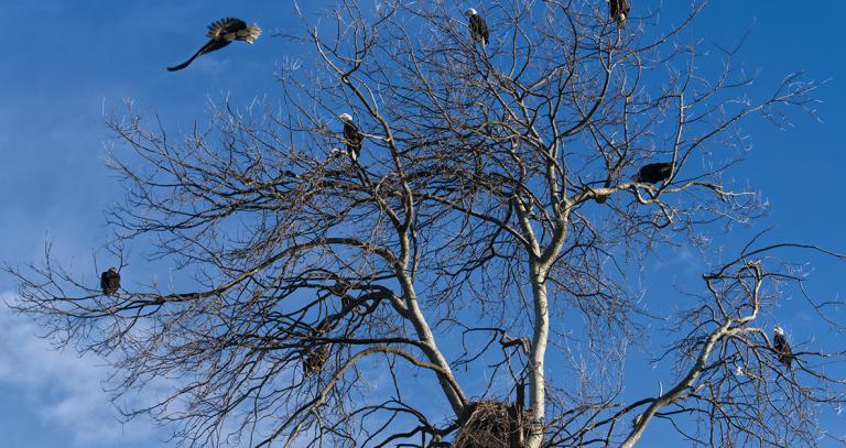 Bald eagles in tree without leaves