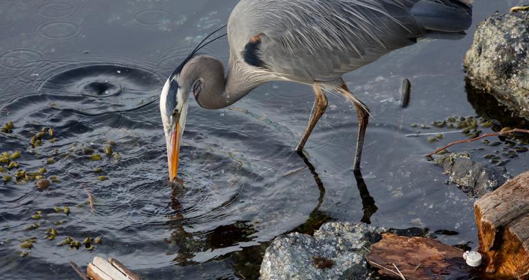 Heron with beak in water