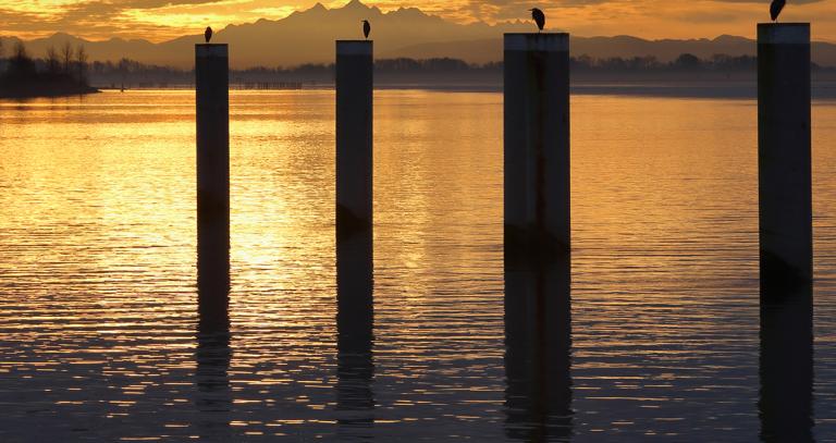 Four herons sitting on top of cement pillars in water at sunset
