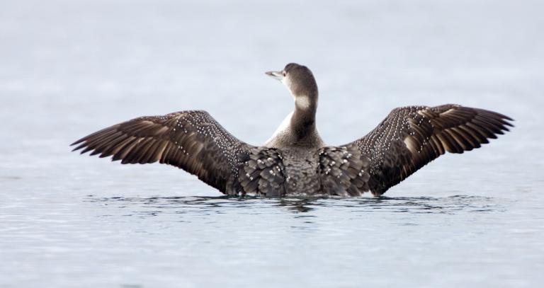 Loon coming out of water, wings spread wide