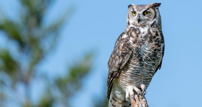 Owl sitting near top of tree with blue sky behind
