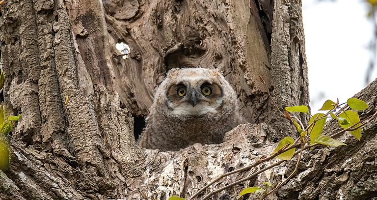 Owl in tree looking toward camera
