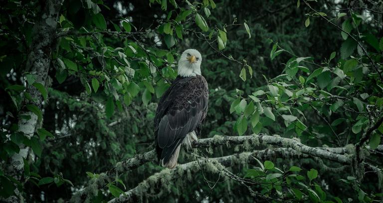 Bald eagle on tree in forest area