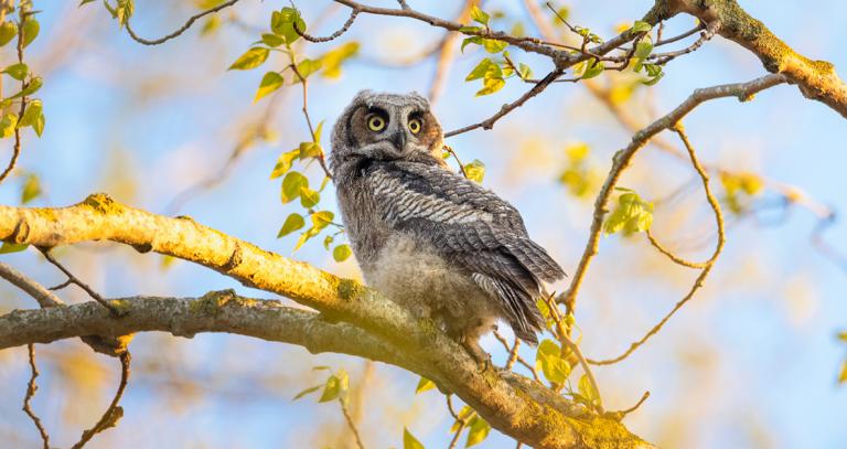 Owl sitting in tree with leaves