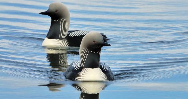 Two loons swimming together