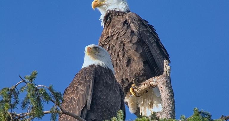 Develop a vision (Library & Writing Centre orientation, stage 1) guide