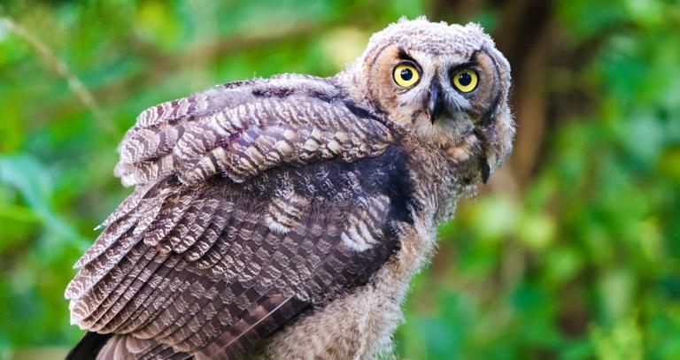 Identify knowledge (Library & Writing Centre orientation stage 3)