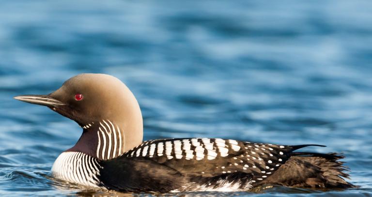 Share your voice (Library & Writing Centre orientation, stage 4) guide