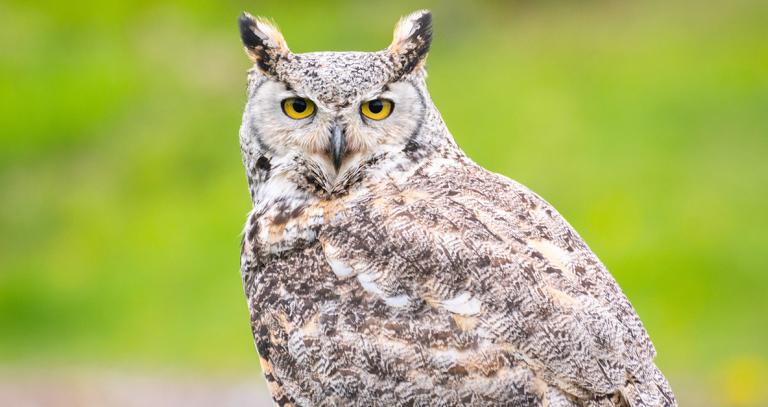 Owl looking at camera