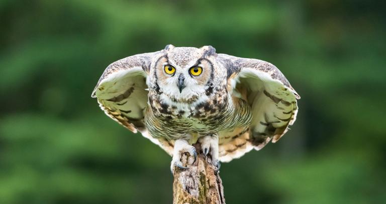 Owl sitting on tree branch, wings unfolded