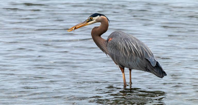 Heron standing in water looking west