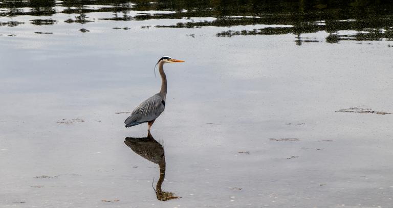 Heron in water looking east