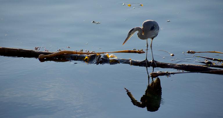 Heron looking at its reflection in the water