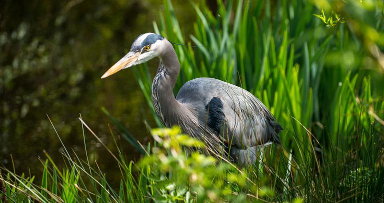 Heron in grassy area