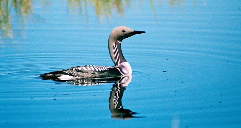 Loon on calm, blue water