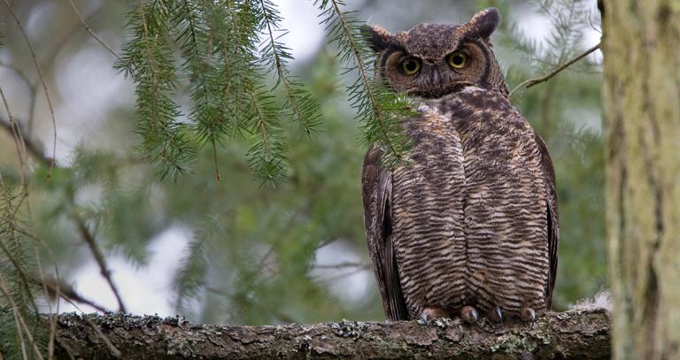 Owl on branch with pine branch hanging beside
