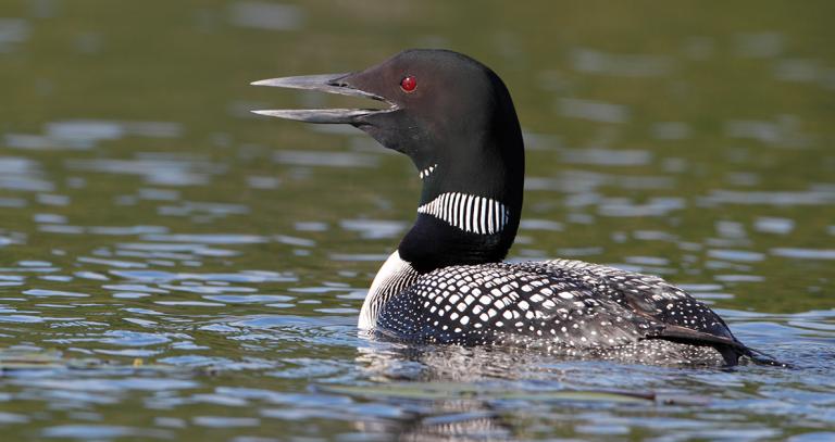 Profile of loon with beak open
