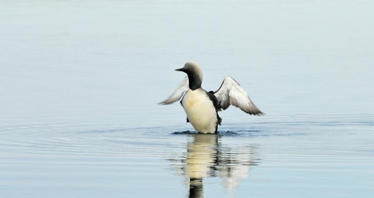 Loon taking off from calm water