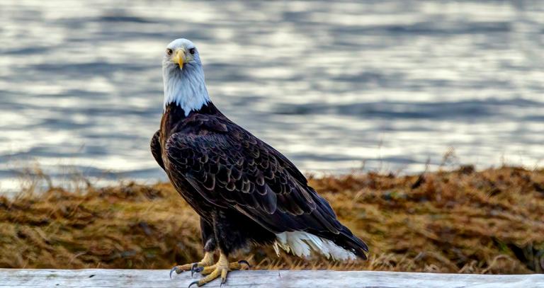 Bald eagle sitting near water staring at camera