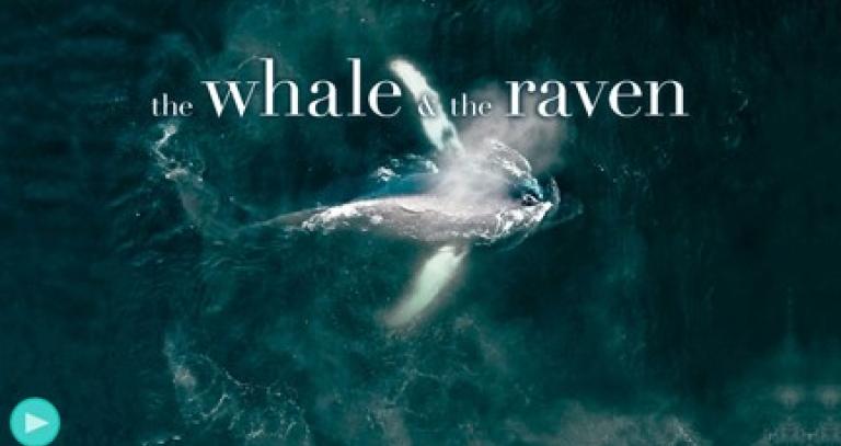 whale and the raven