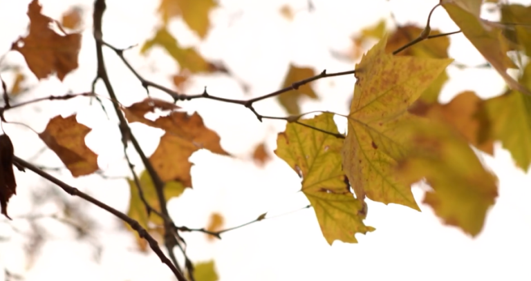 Trees of Remembrance