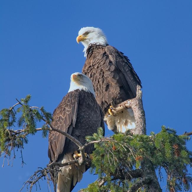 Two eagles in fir tree