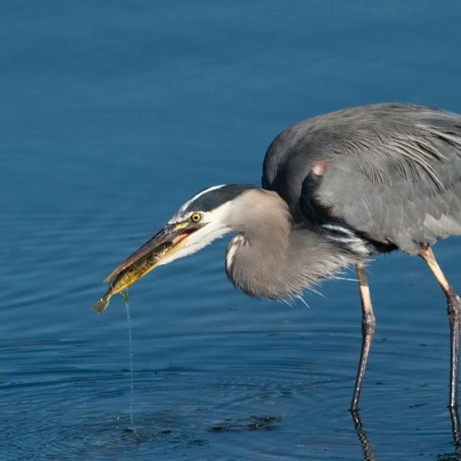 Wading heron eyeing something in water