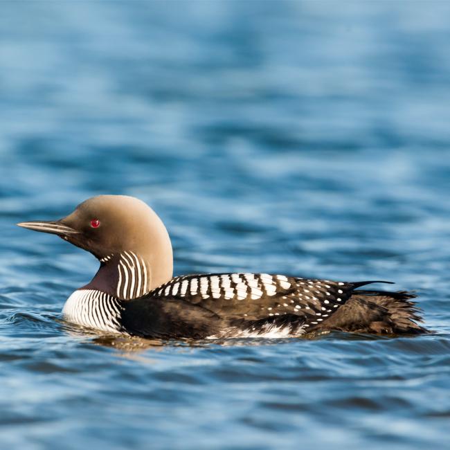 loon swimming in side profile