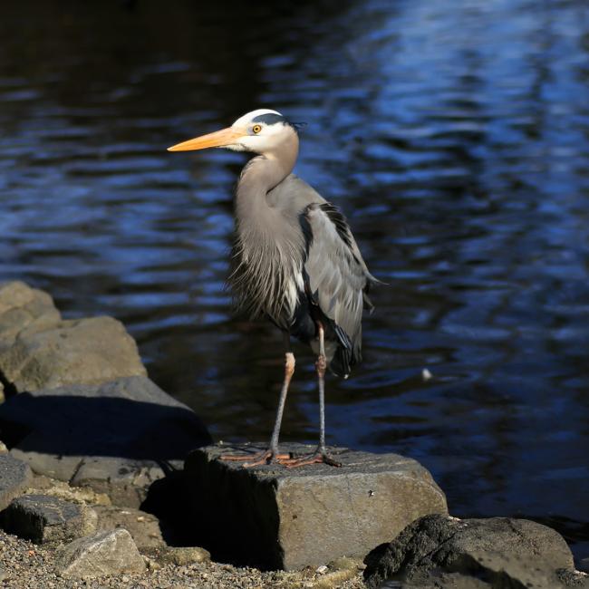 Heron on rocks with water in background