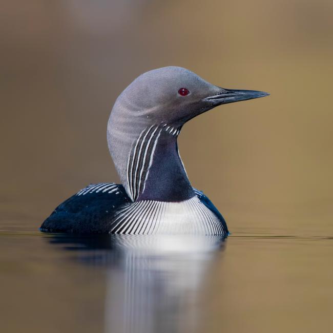 Loon on lake looking to side
