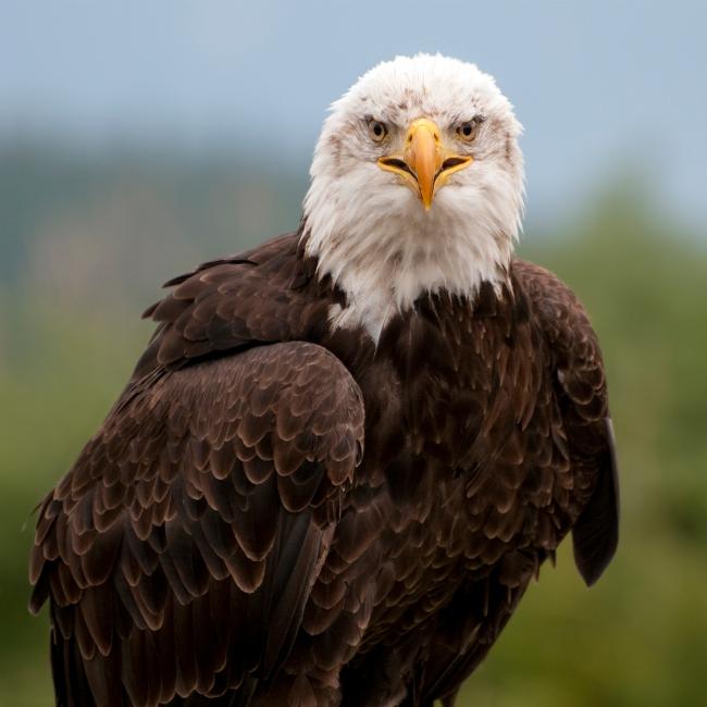 eagle looks directly at camera