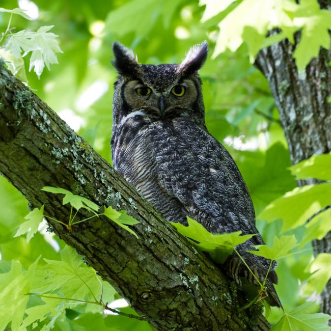 Owl in tree surrounded by green leaves looking down