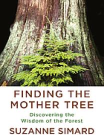 Finding the mother tree : discovering the wisdom of the forest