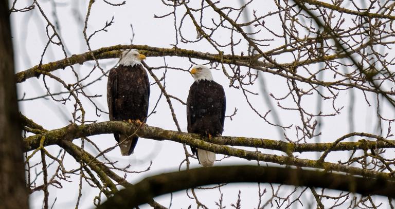 Two bald eagles looking at each other in tree